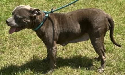 An adult medium-sized female Brindle American Bully dog named Mable for adoption in Ashland, VA