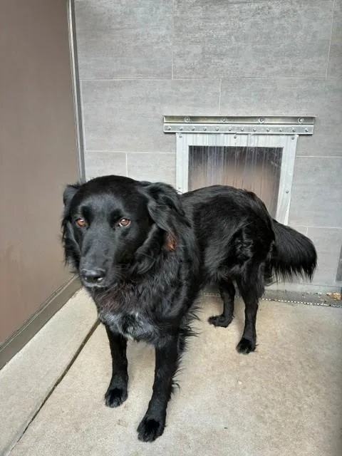 An adult medium-sized male Australian Shepherd dog named Lobo for adoption in Albuquerque, NM