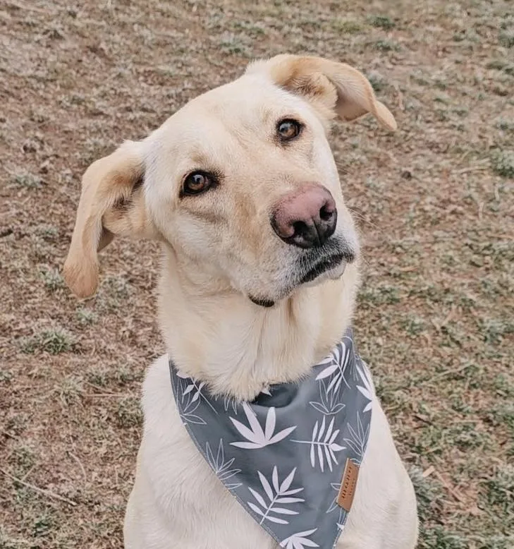 Milo Raphie thumbnail 2