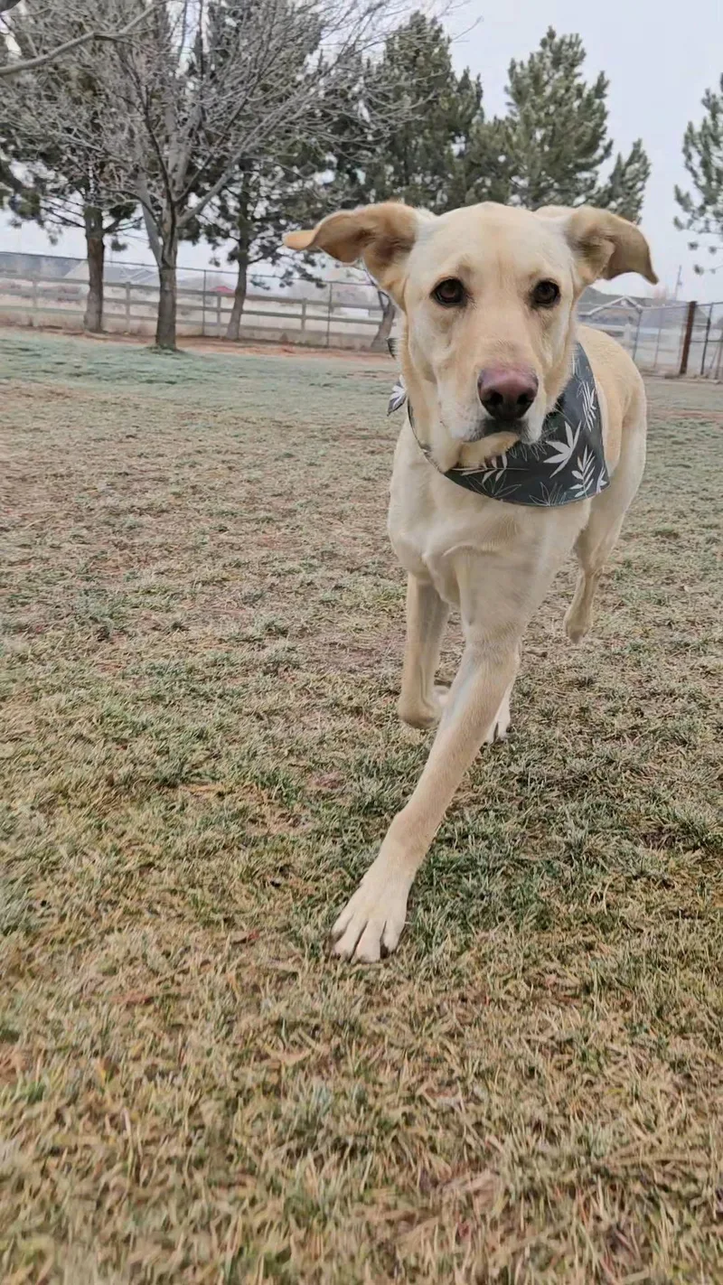 Milo Raphie thumbnail 6