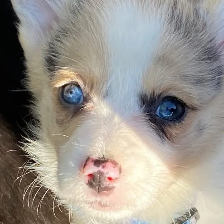 Lizzy thumbnail 3