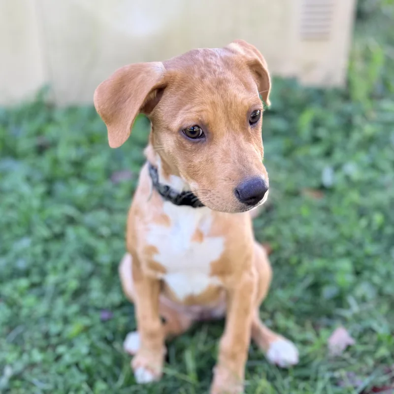 A baby medium-sized female Beagle dog named Amber for adoption in Columbia, MD