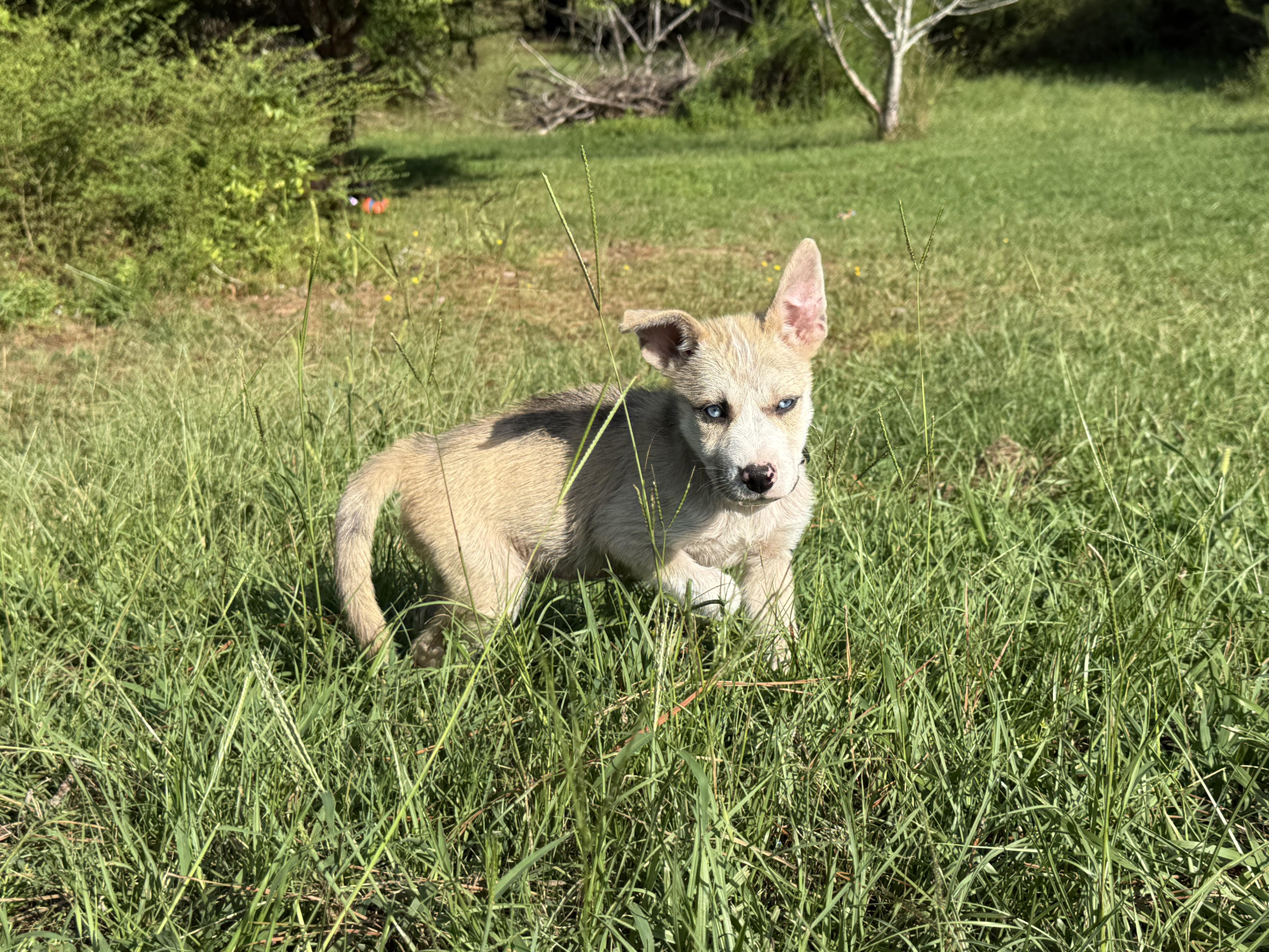 A young medium-sized male Merle (Red) Australian Shepherd dog named Clyde for adoption in Hudson, FL
