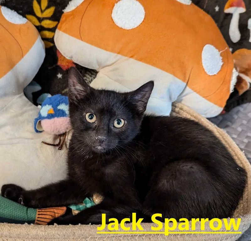 A young small-sized male Black Domestic Short Hair cat named Jack Sparrow for adoption in Seven Valleys, PA