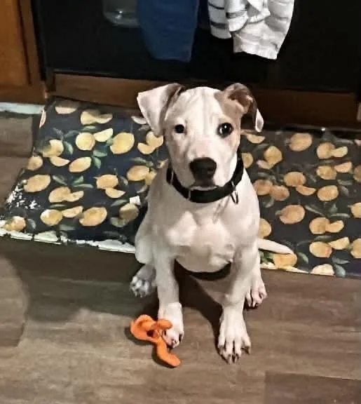 A baby medium-sized male Pit Bull Terrier dog named Hans for adoption in Pottstown, PA