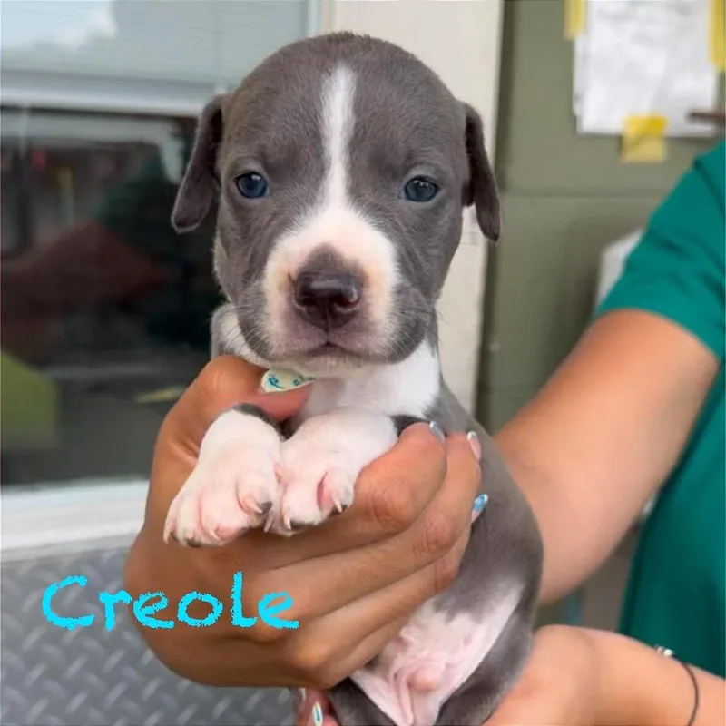 A baby medium-sized male Black American Staffordshire Terrier dog named Creole for adoption in Tampa, FL