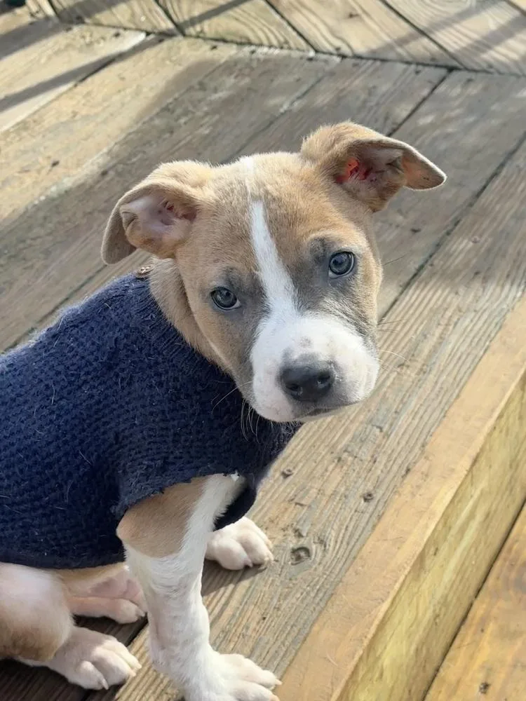 A baby medium-sized male Tricolor (Brown, Black, & White) Hound dog named Pup Fig for adoption in Washington, DC