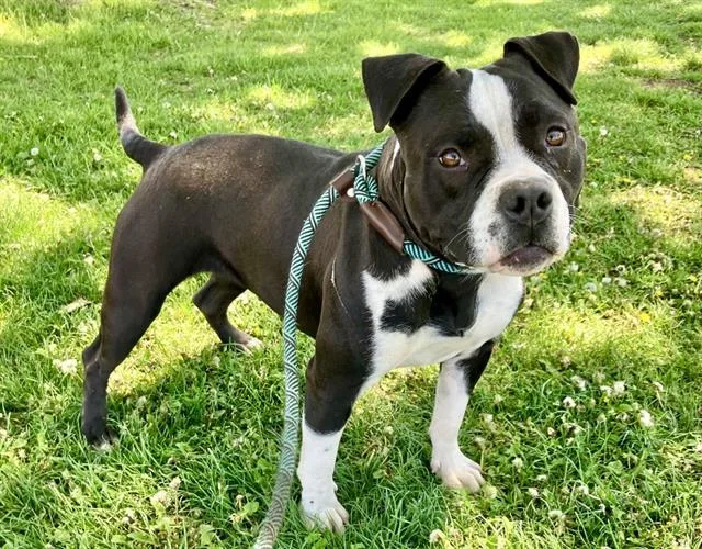 An adult medium-sized female American Bulldog dog named Blanca for adoption in Albuquerque, NM