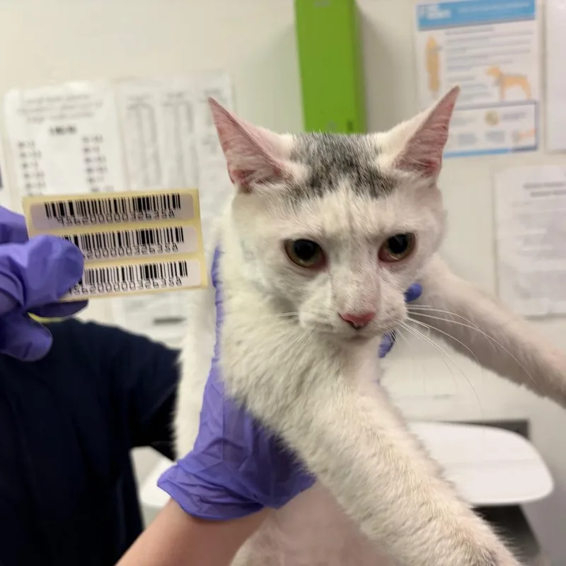 An adult medium-sized female White Domestic Short Hair cat named Mrs Ma'am for adoption in Charleston, WV