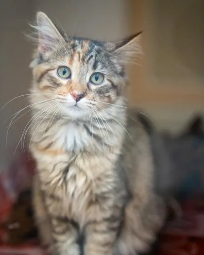 A baby small-sized female Domestic Medium Hair cat named Cheetah for adoption in Pequot Lakes, MN