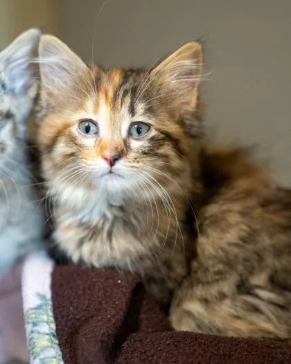 Cheetah thumbnail 2