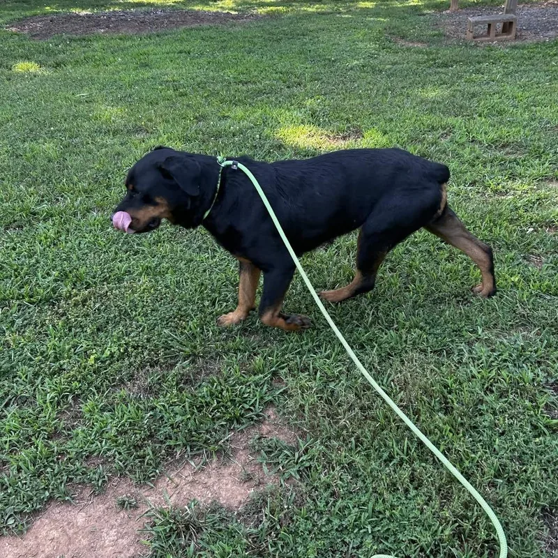 An adult large-sized female Black Mixed Breed dog named Rozlyn for adoption in Greenville, SC