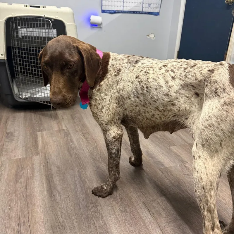 An adult medium-sized female Brown / Chocolate German Shorthaired Pointer dog named Sage for adoption in Fulton, MO