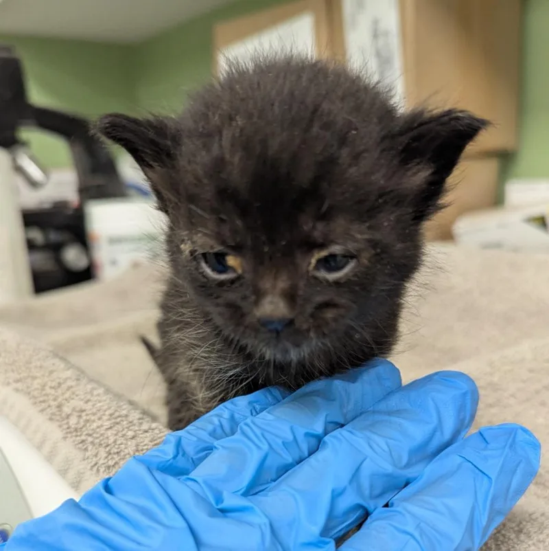 A baby medium-sized male Domestic Short Hair cat named Sam for adoption in La Porte, IN