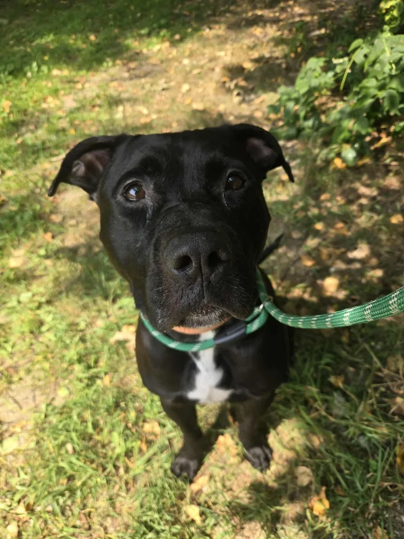 Franklin thumbnail 2