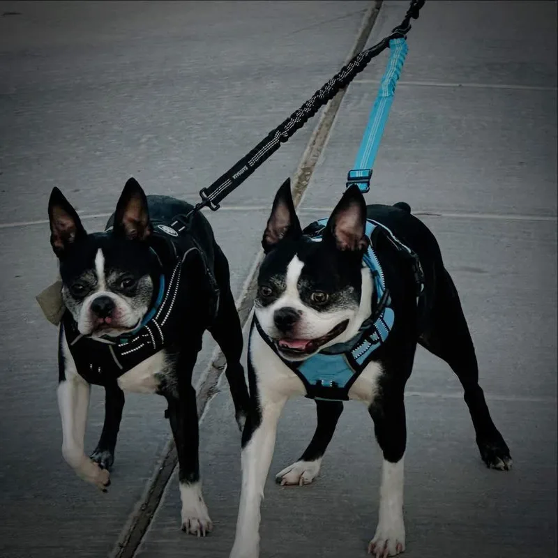 Kevin And Oswald thumbnail 3