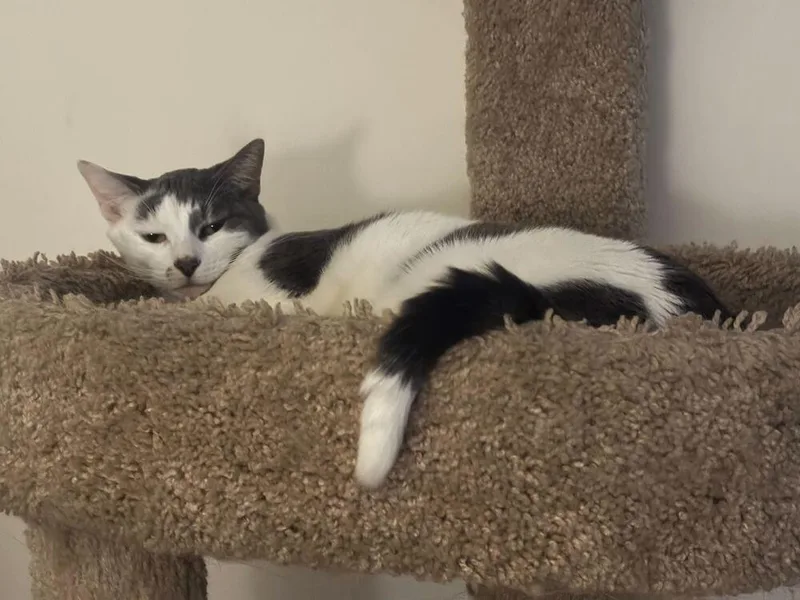 Marcella thumbnail 2