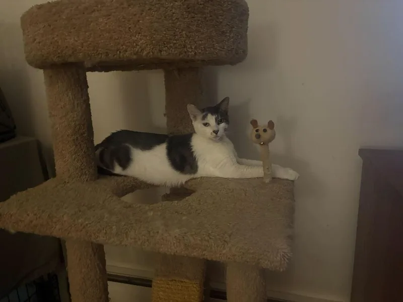 Marcella thumbnail 3