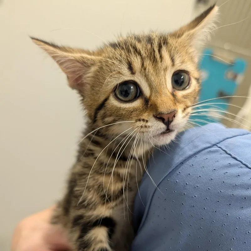 A baby small-sized female Brown / Chocolate Domestic Short Hair cat named Pineapple for adoption in Winston Salem, NC