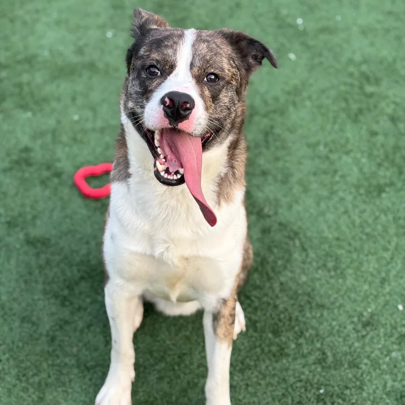 An adult large-sized male White / Cream Akbash dog named Louis Vitton for adoption in Brockton, MA