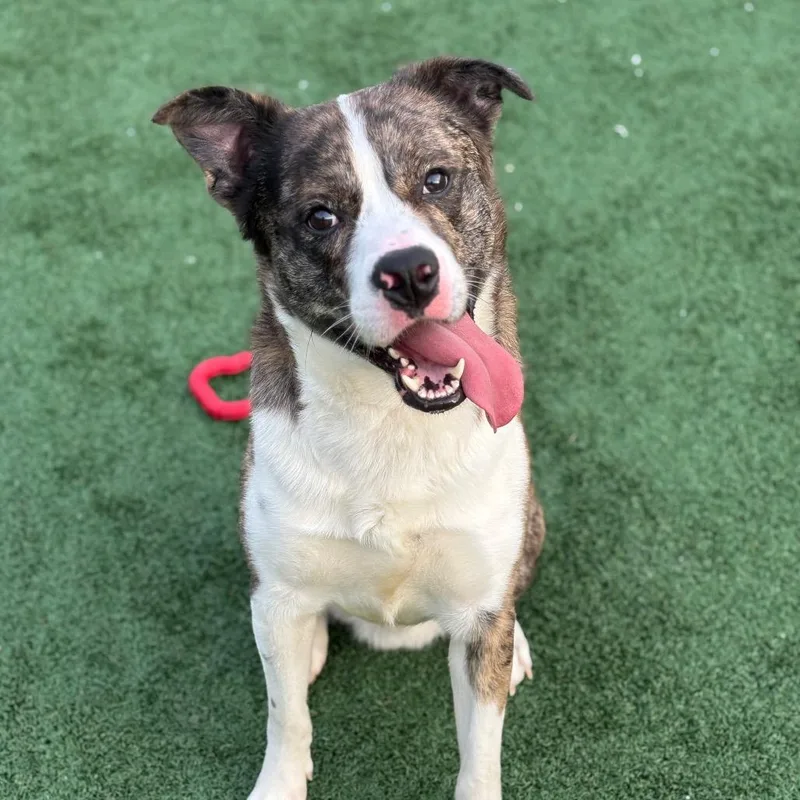 Louis Vitton thumbnail 3