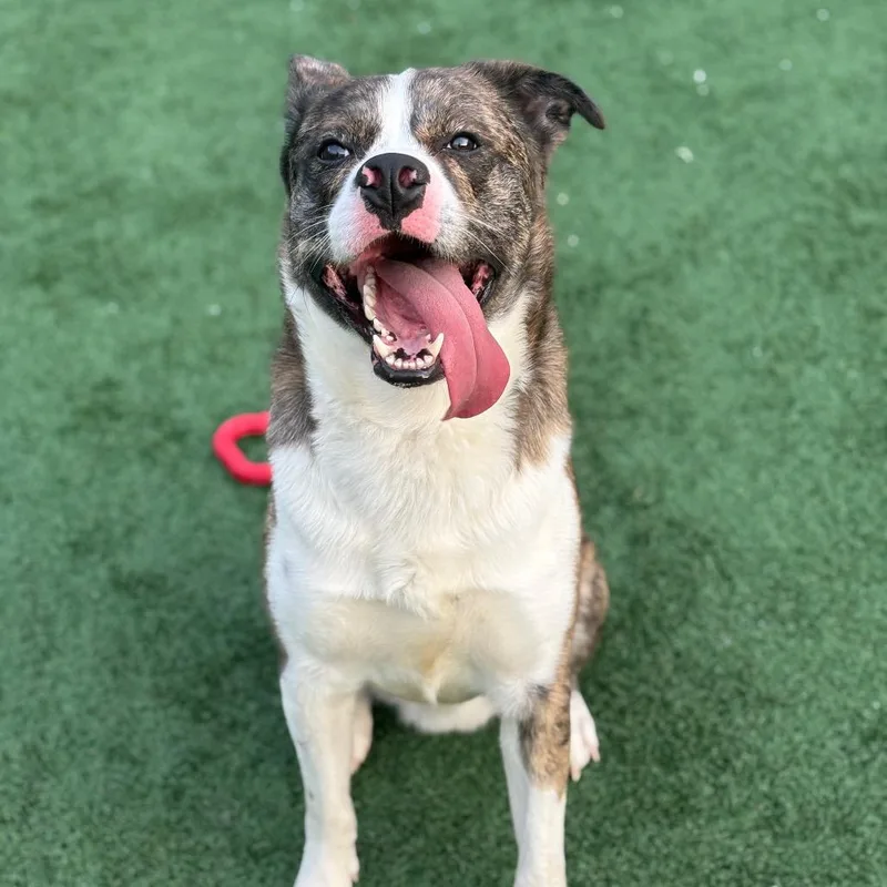 Louis Vitton thumbnail 4