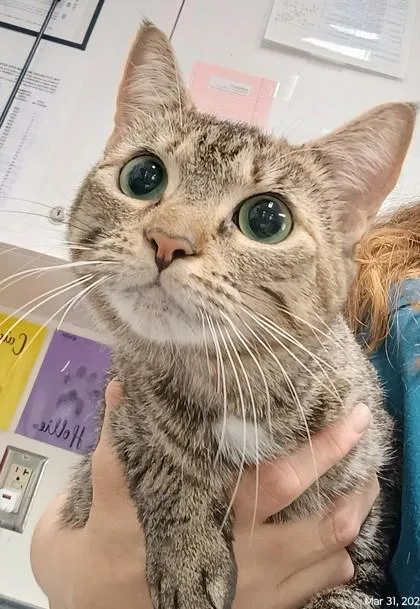 An adult medium-sized female Tabby (Buff / Tan / Fawn) Domestic Short Hair cat named Bear for adoption in Athens, GA