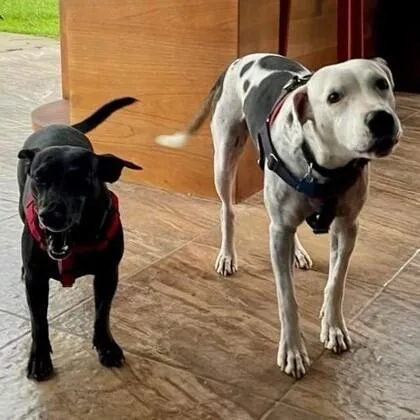 An adult medium-sized male White / Cream German Shorthaired Pointer dog named Beto for adoption in Houston, TX
