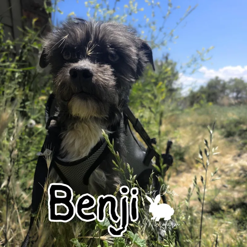 Benji thumbnail 3