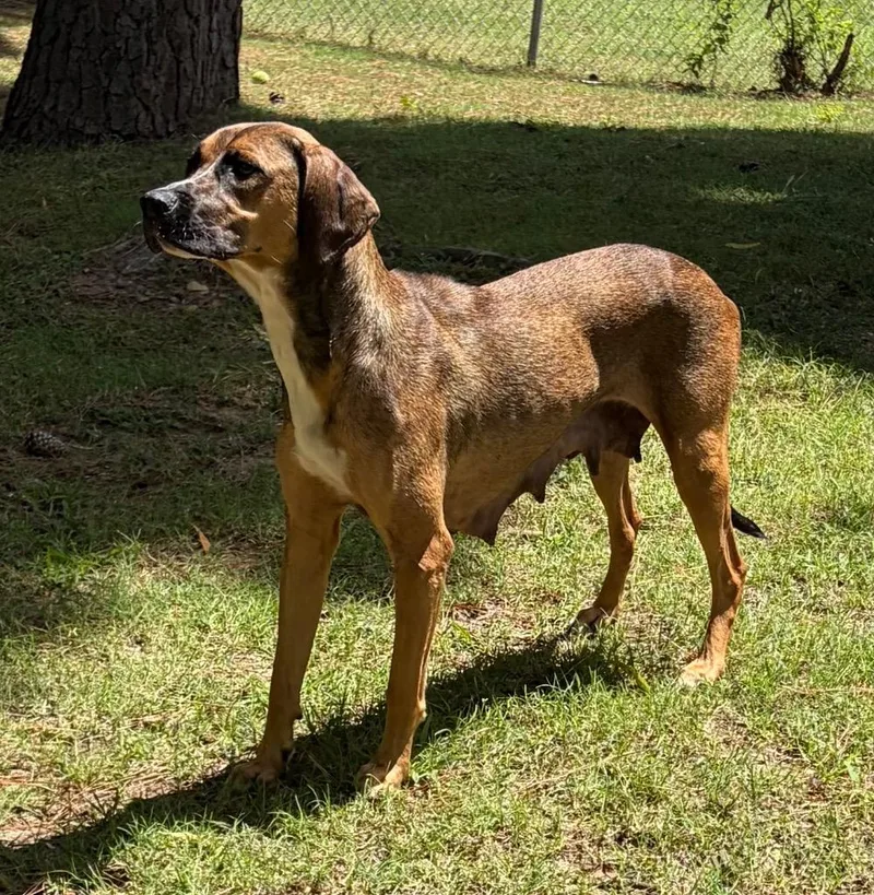 An adult large-sized female Labrador Retriever dog named Mama Angel for adoption in Little Rock, AR