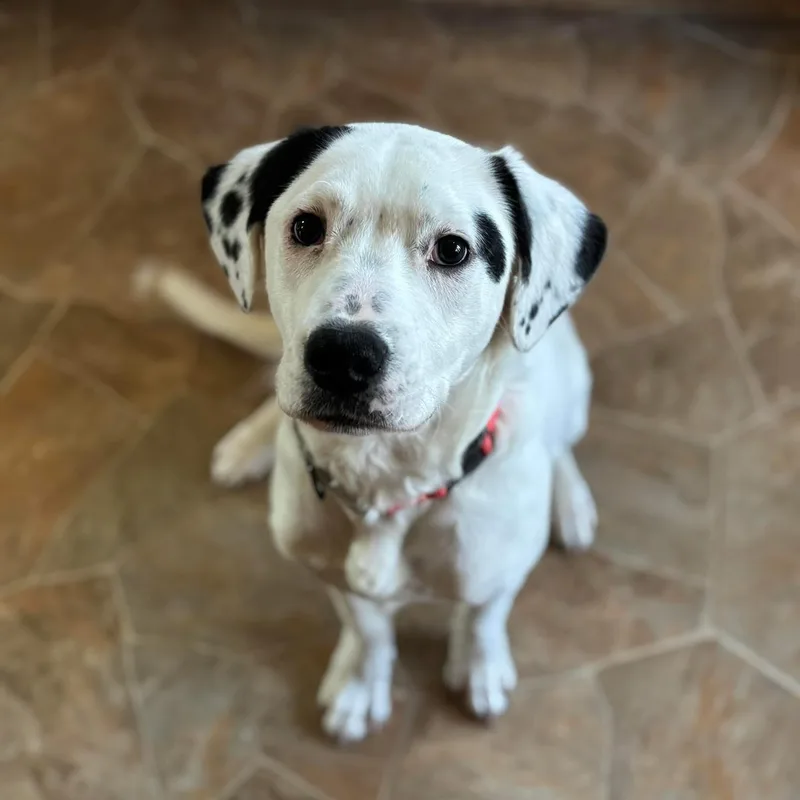 An adult medium-sized male White / Cream Boxer dog named Giblet for adoption in Martinsville, IN