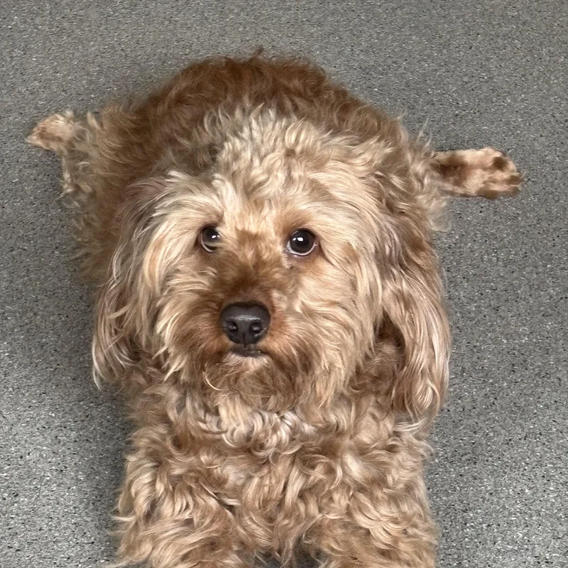 An adult small-sized male Golden Cockapoo dog named Bizzy for adoption in New Rochelle, NY
