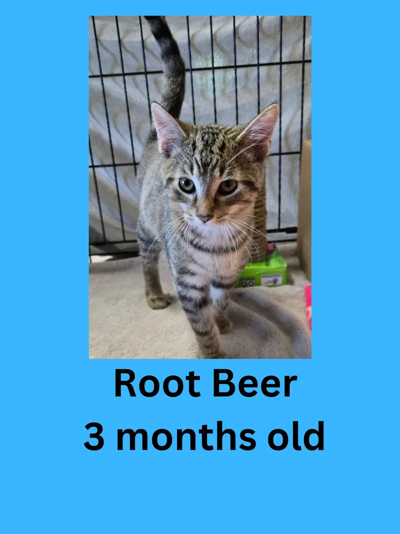Root Beer