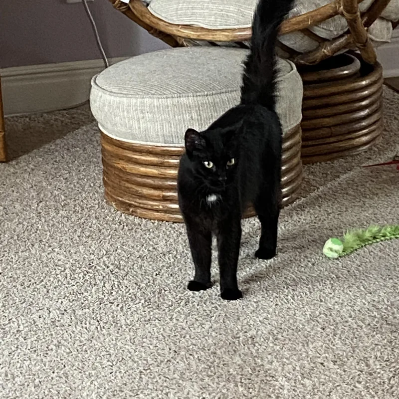 Pepper thumbnail 2