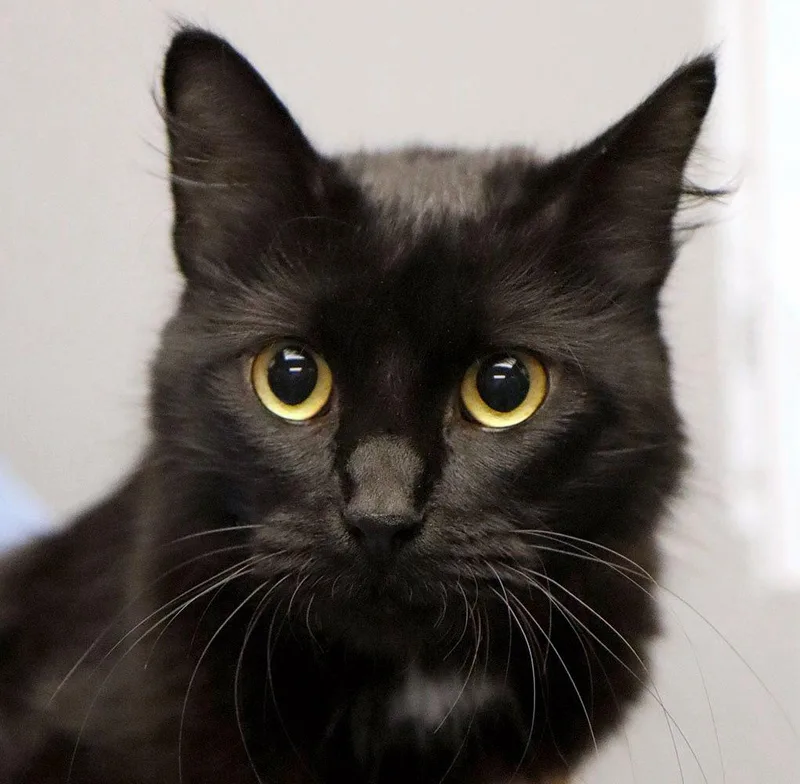 Pepper thumbnail 3