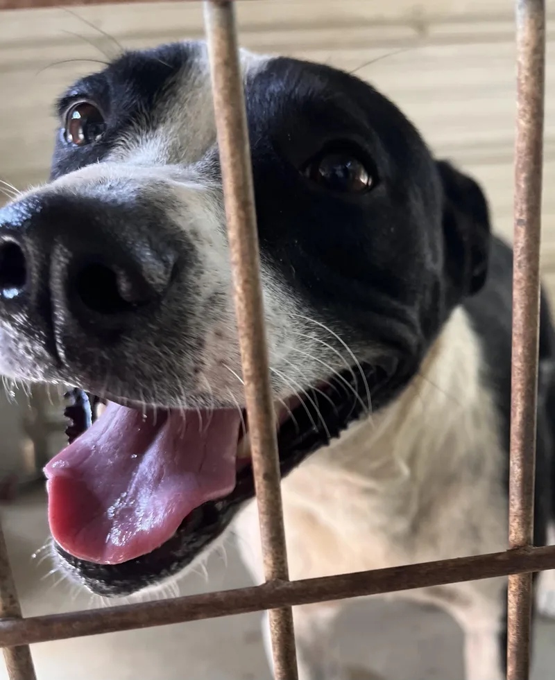 An adult medium-sized male Black Mixed Breed dog named Potter for adoption in Chicopee, MA
