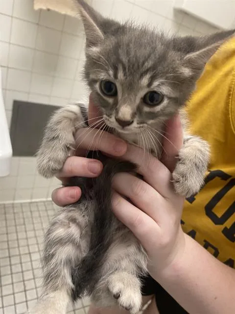 A baby medium-sized female Domestic Short Hair cat named Duchess for adoption in Dallas, TX