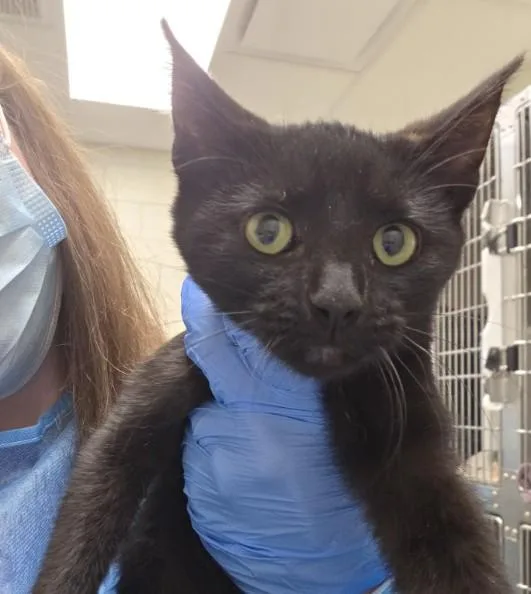 A baby small-sized female Domestic Short Hair cat named Karla for adoption in Brighton, CO