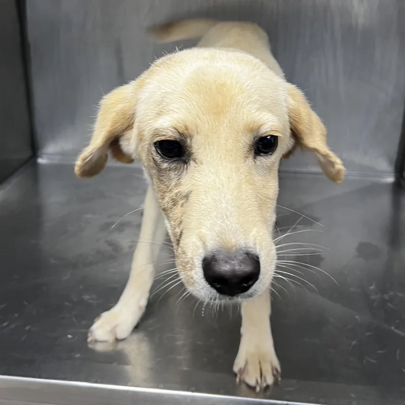 A young medium-sized male Yellow Labrador Retriever dog named Vaughn for adoption in Alexandria, VA