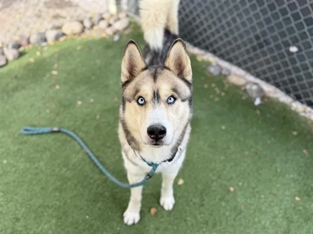 An adult large-sized male Siberian Husky dog named Custard for adoption in Mesa, AZ
