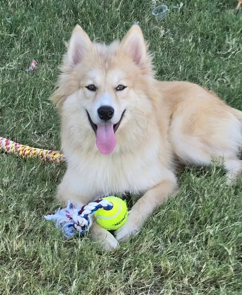 A baby medium-sized male Golden Pomsky dog named Marty for adoption in Kiowa, OK