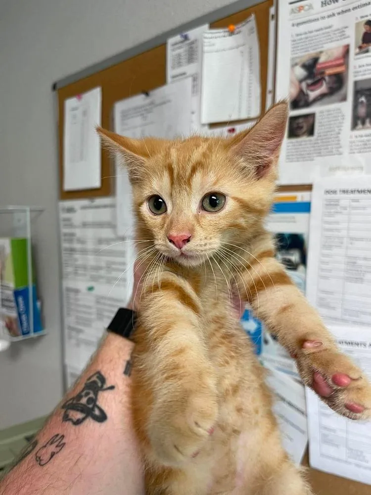 A baby medium-sized female Domestic Short Hair cat named Abia for adoption in Bolivar, MO