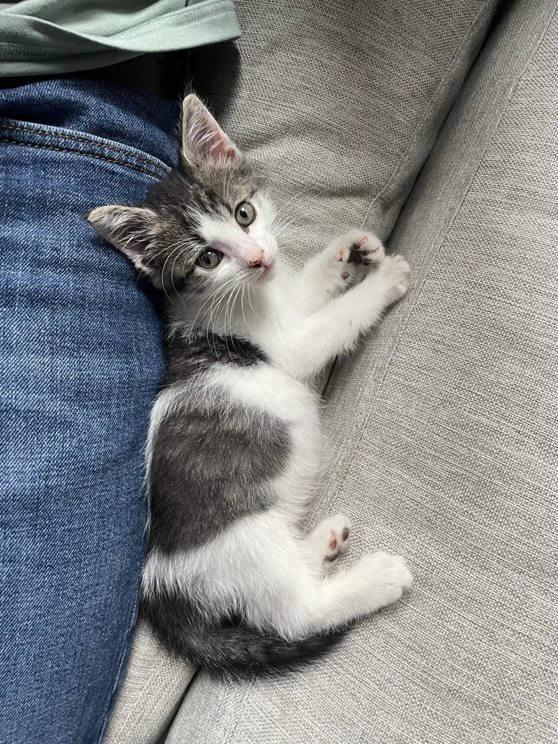 A baby medium-sized male Domestic Short Hair cat named Spot for adoption in Haddon Heights, NJ