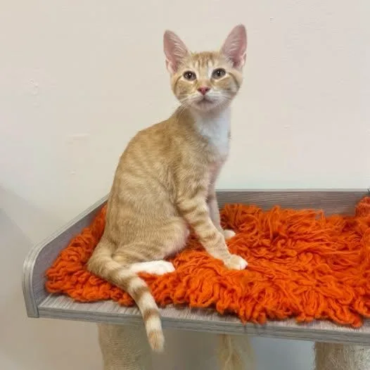 A baby medium-sized male Orange & White Domestic Short Hair cat named Rob at Fat Cat for adoption in Tallahassee, FL
