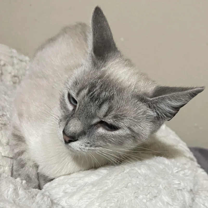 A young small-sized female Siamese cat named Lily for adoption in Liverpool, TX