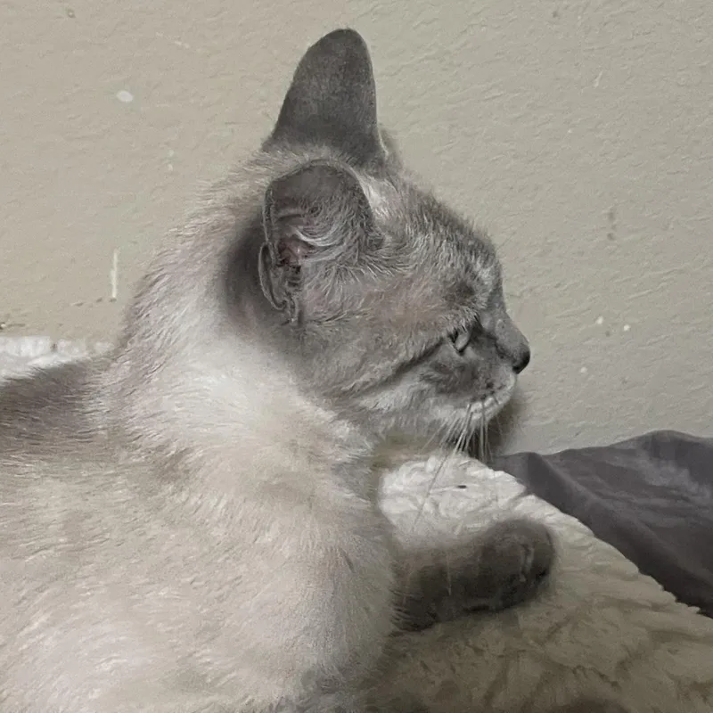 Lily thumbnail 3