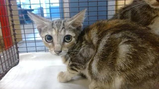 A baby small-sized male Domestic Short Hair cat named Mikki for adoption in Miami, FL