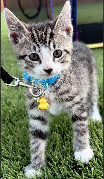 A baby medium-sized male Domestic Short Hair cat named Luigi for adoption in Fort Oglethorpe, GA