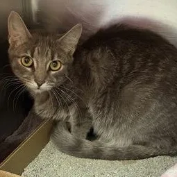 A young small-sized female Domestic Short Hair cat named Pat Benetar for adoption in Rapid City, SD