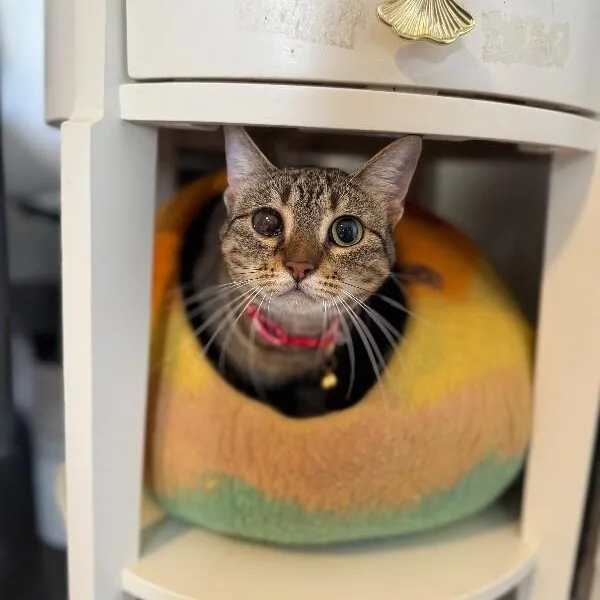 A young medium-sized female Tabby (Brown / Chocolate) Tabby cat named June Bug Whiskerpaws for adoption in Friendswood, TX
